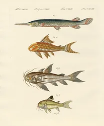 Armoured Fish